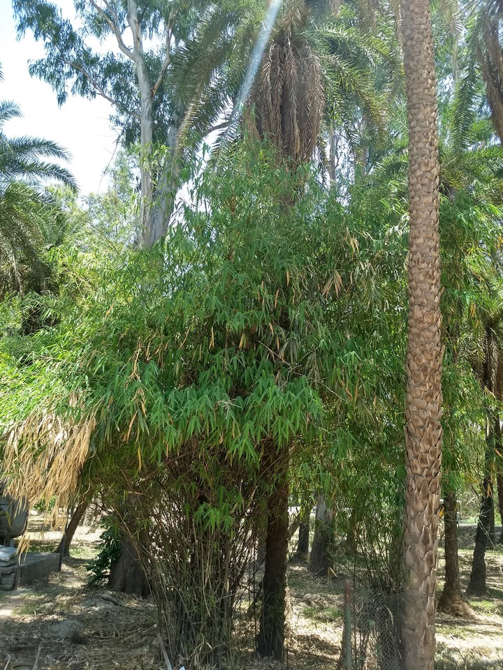trees