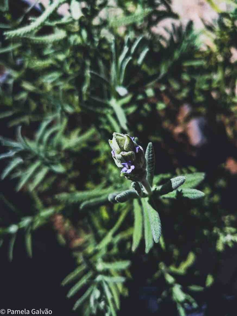 Lavender
