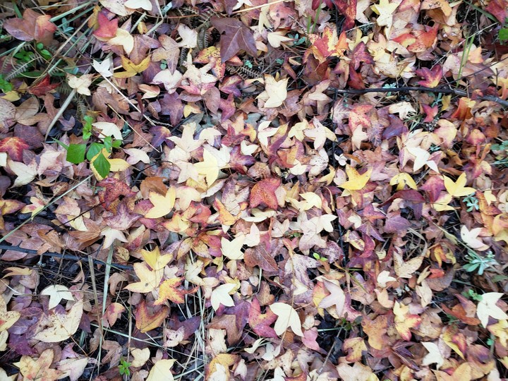 autumn