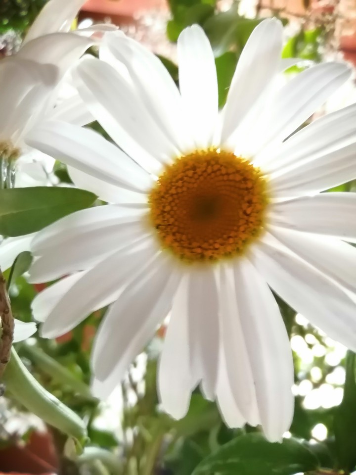 flor