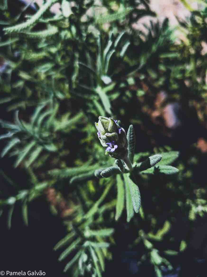 Lavender