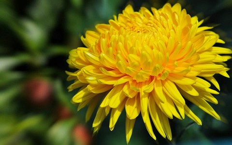 黄色, dandelion壁纸