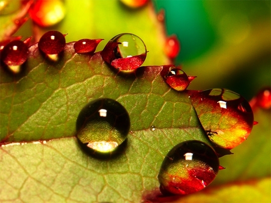 I want to immerse in this dew