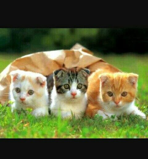 three cats❤❤