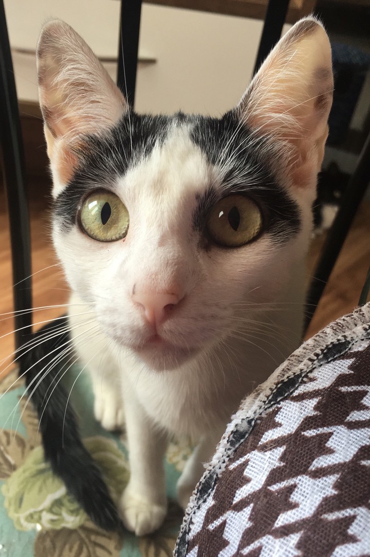 Olho de Gato