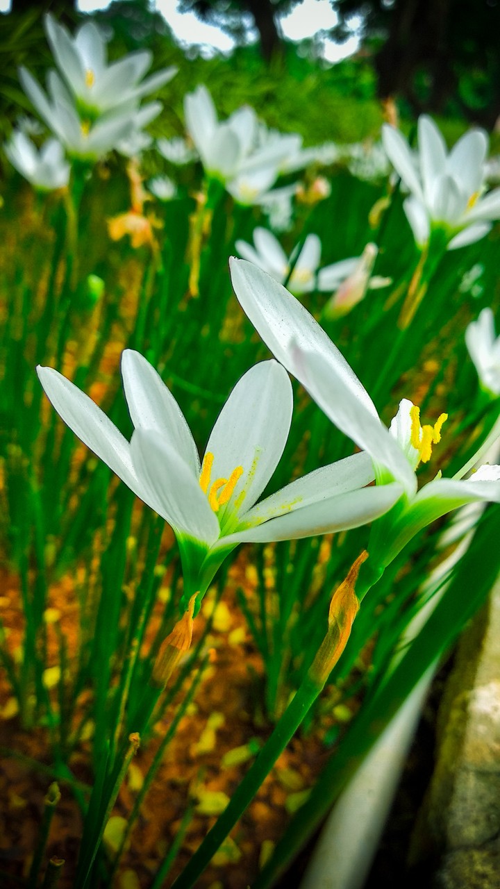 plant flowers