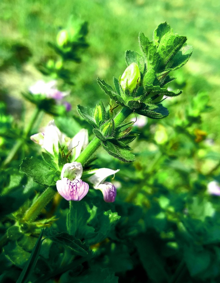 blooming flower