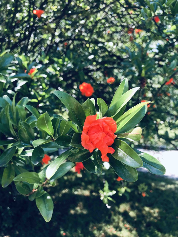 flower plant
