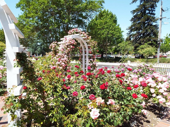 roses galore