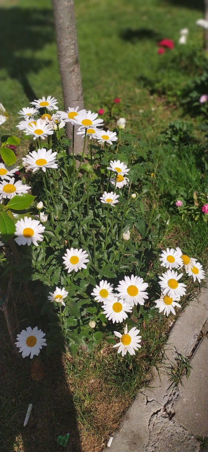 flowers