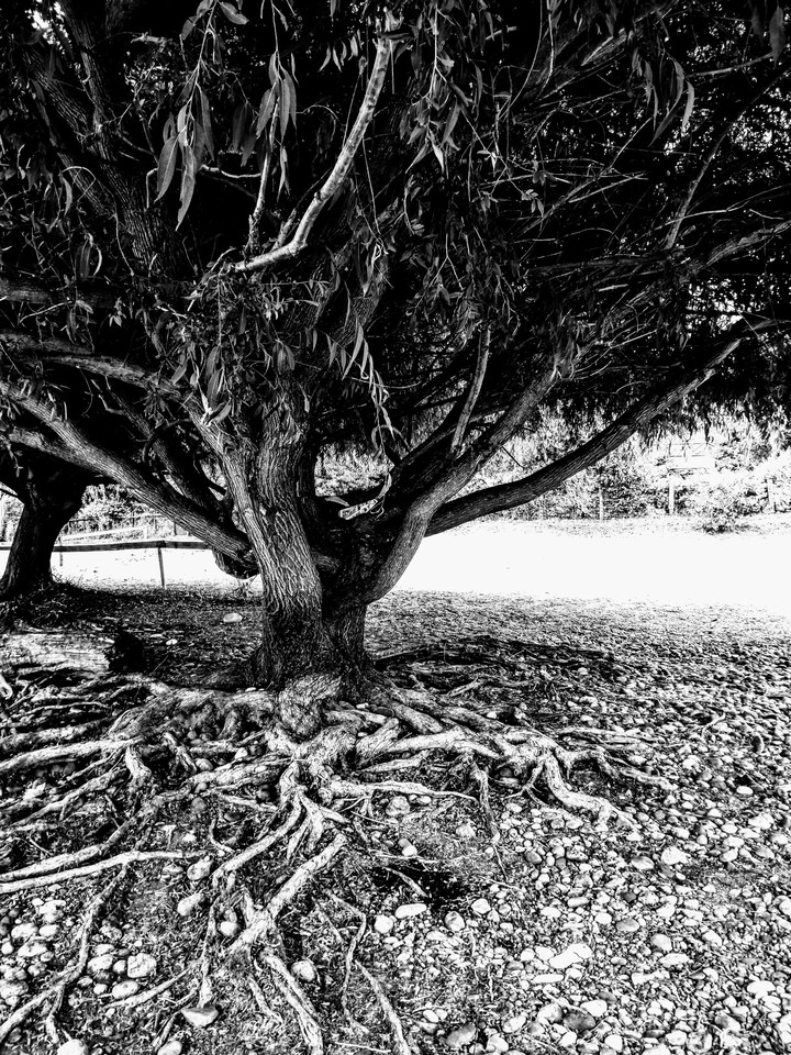 Árbol