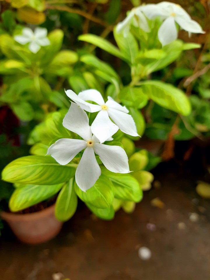 flower