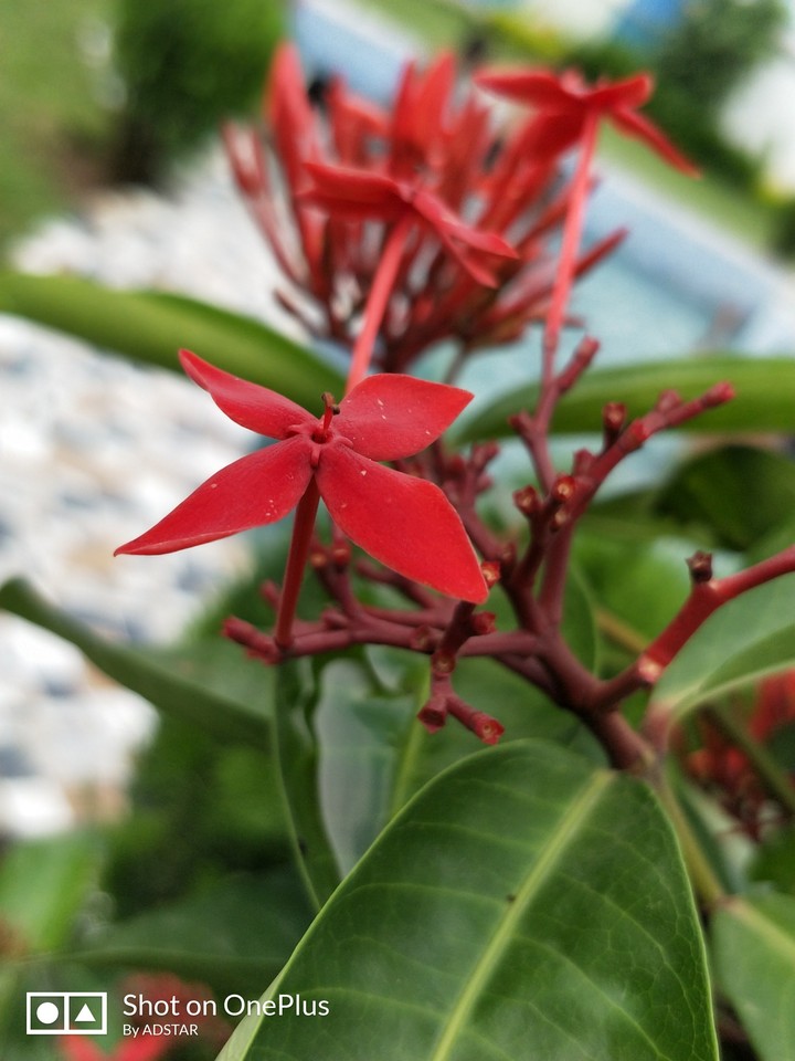 shotononeplus5