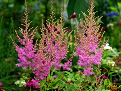 hình nền botany, groundcover