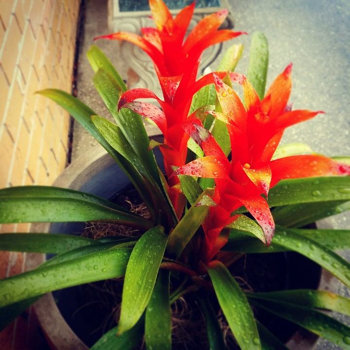 Beautiful Plant