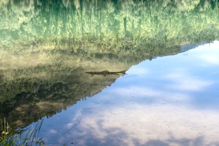 pantano de anchuricas
