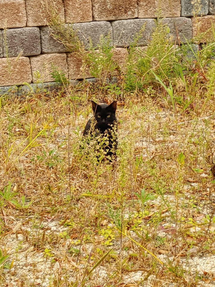 검은 고양이, Black Cat