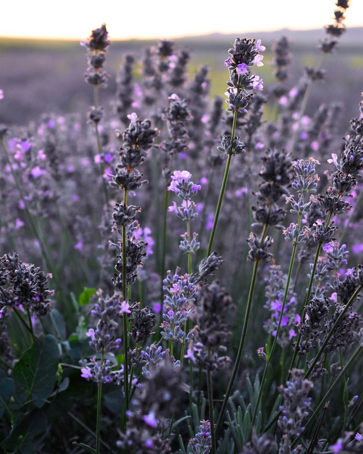 violet