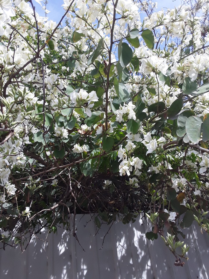 tree