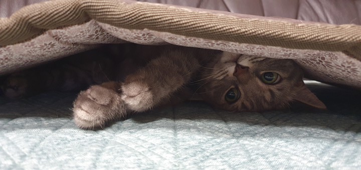 이불속  고양이