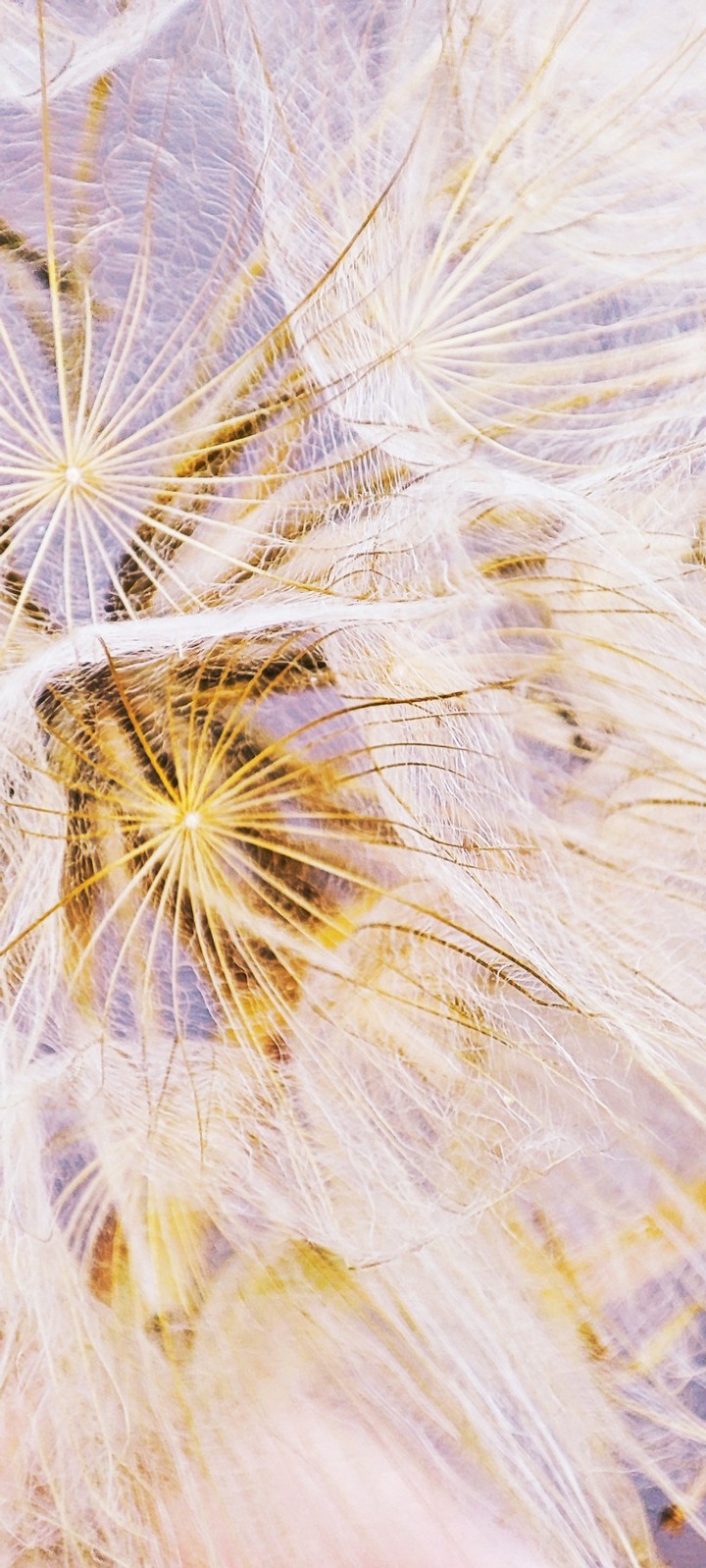 Dandelion in macro.