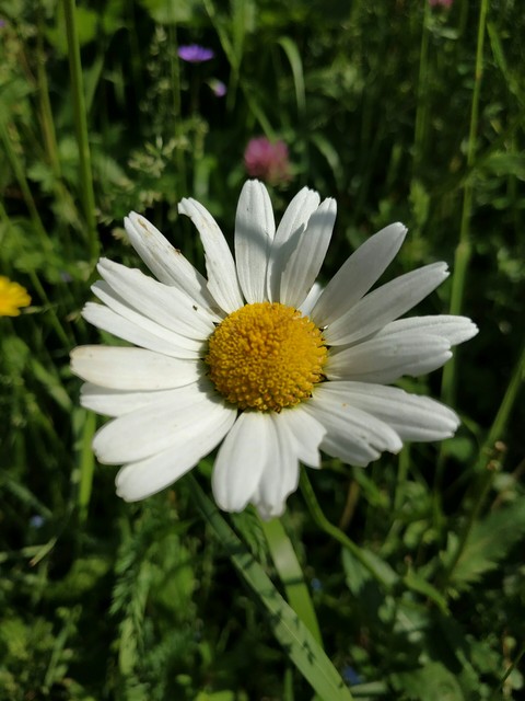 camomilla