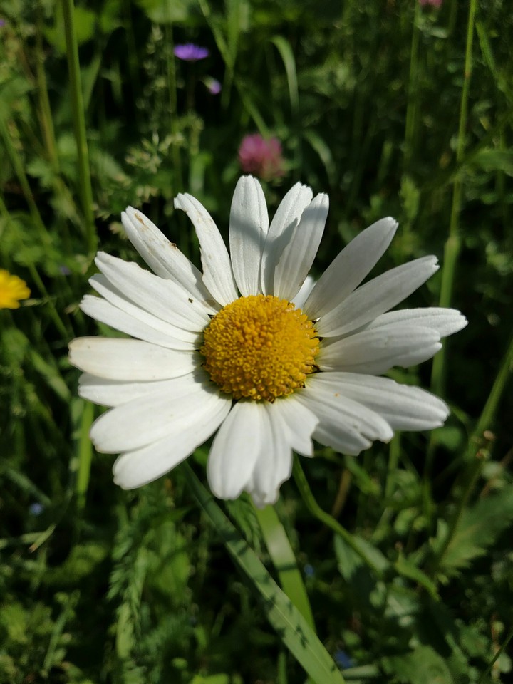 camomilla