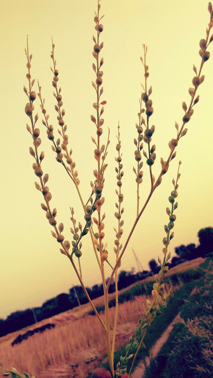 capture