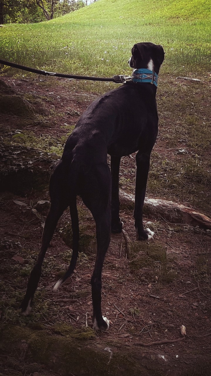 Balthasar