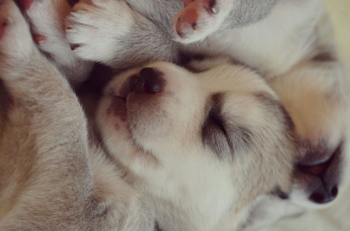 #husky