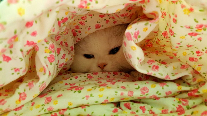졸린 고양이