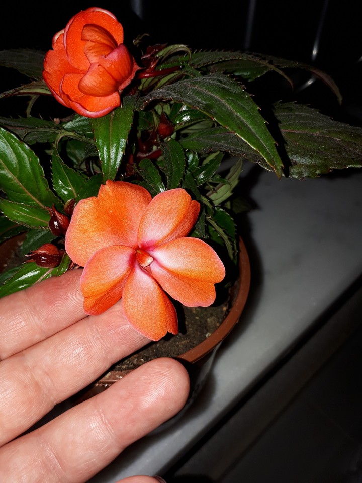 #flower