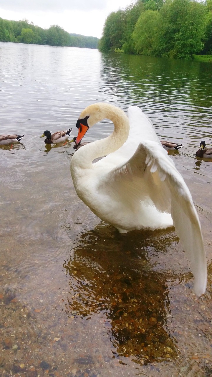 Swann Cygne