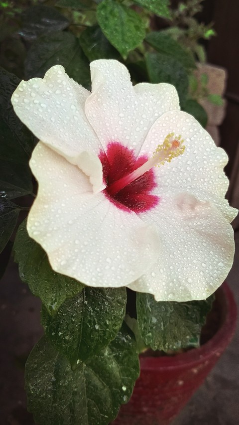 Fresh flower
