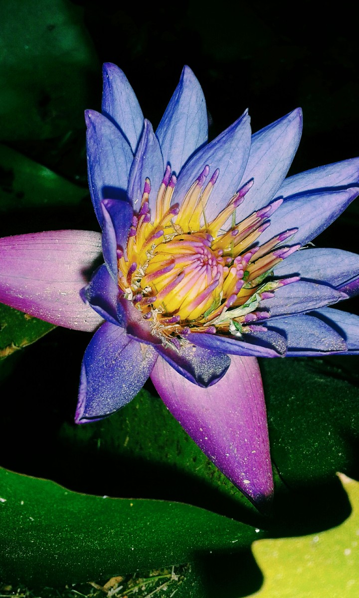 Blue Lotus
