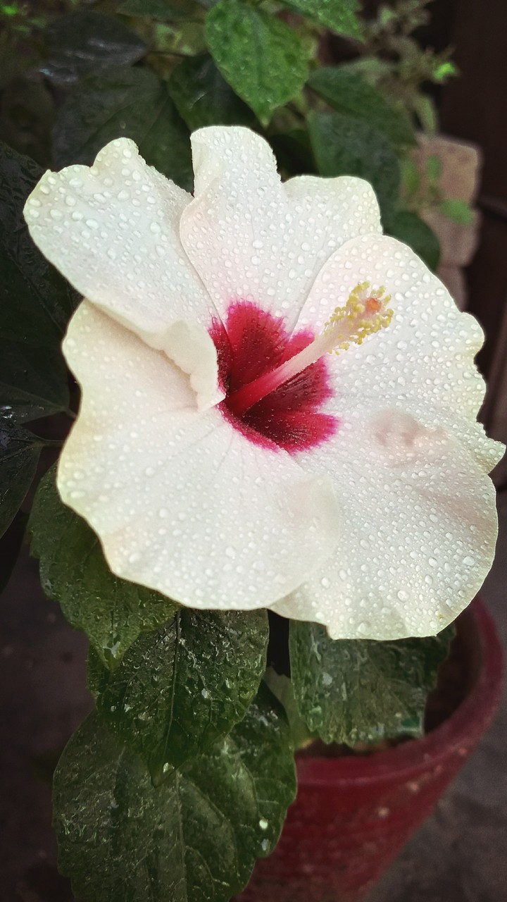 Fresh flower