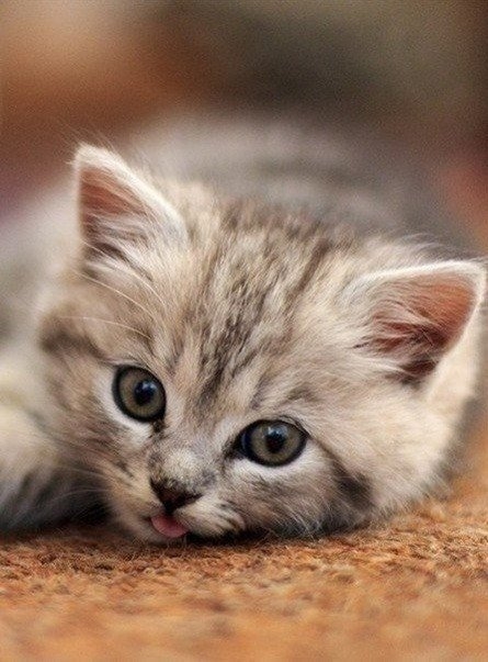 Котенок