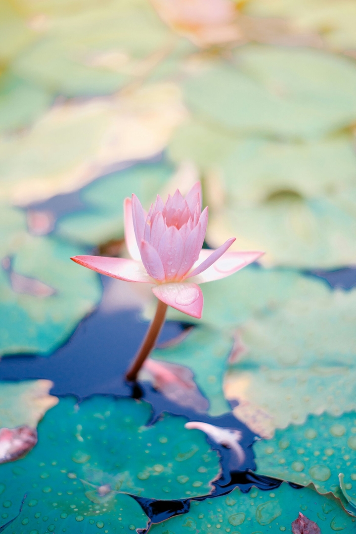 Lotus...