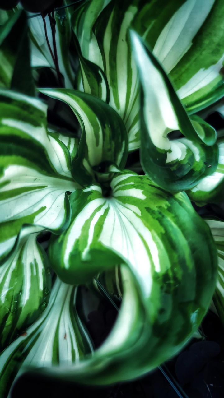 Leaves