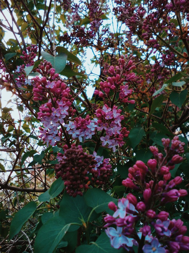 flowers