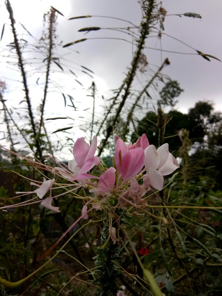 wild flower