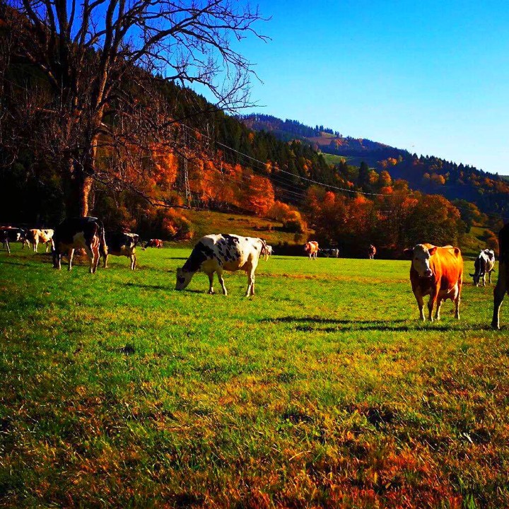 fields