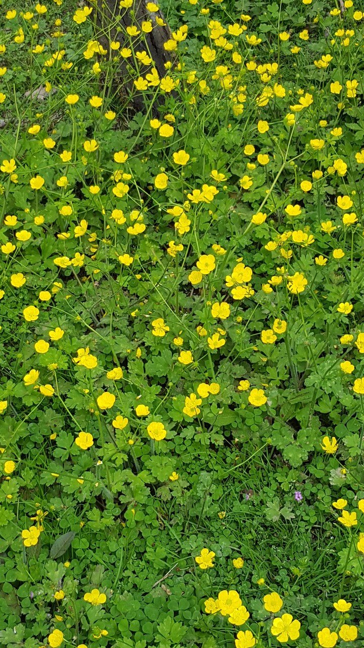 گل های جنگلی