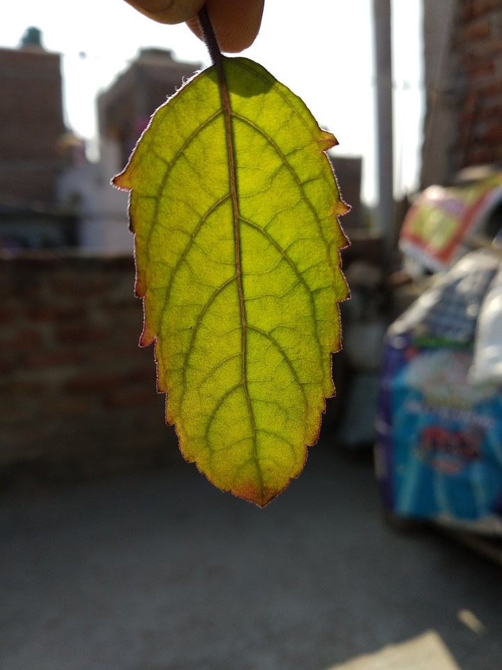 leaf