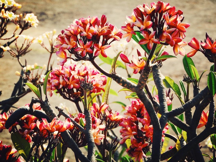 Flowers At Daman Fort