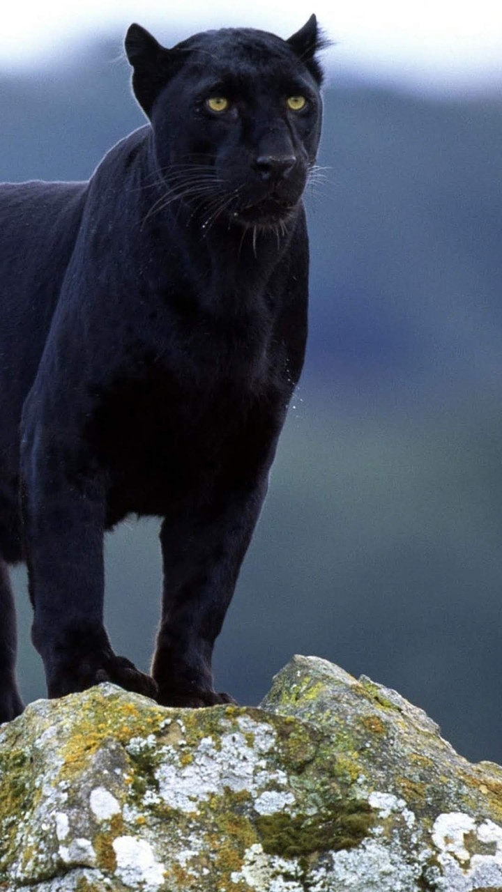 Wunder schön dieser Mäistäticher Panter.