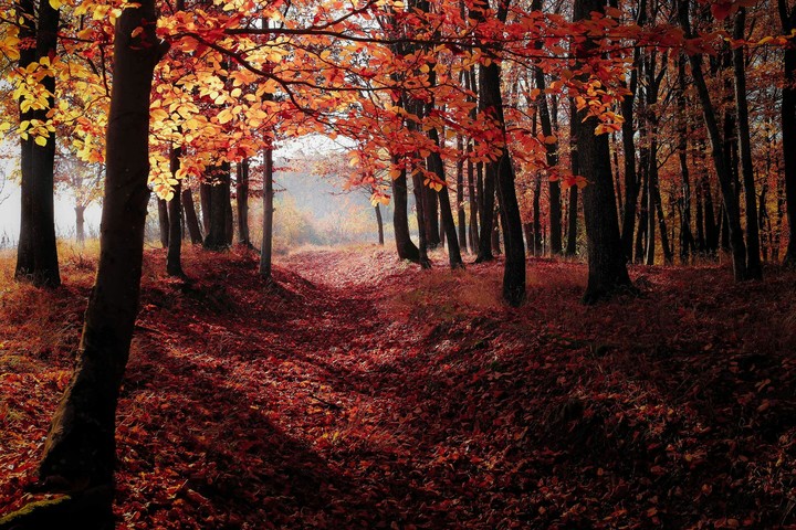 Forest