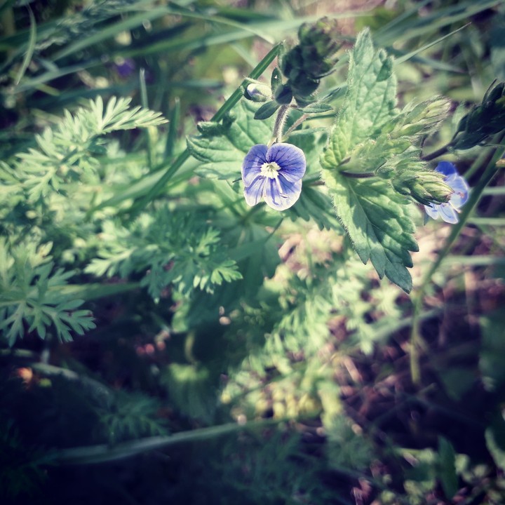 Полевой цветок, Васенино /  Wildflower, Vasenino