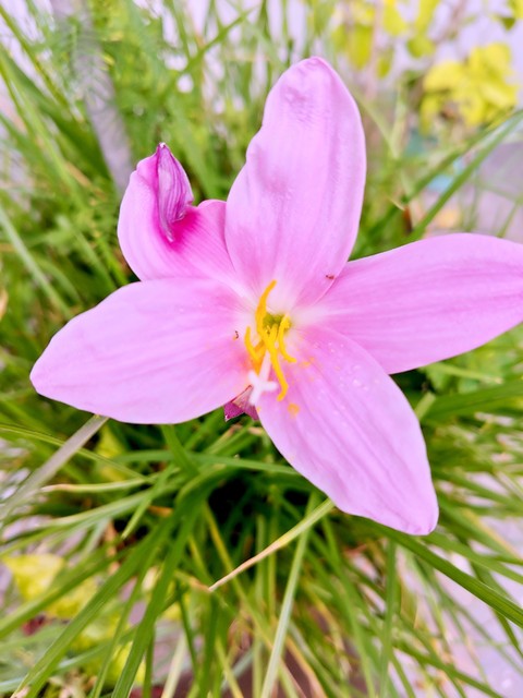 шпалери Crocus, flower