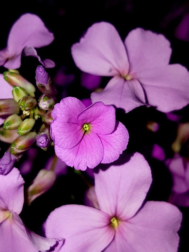 Phlox